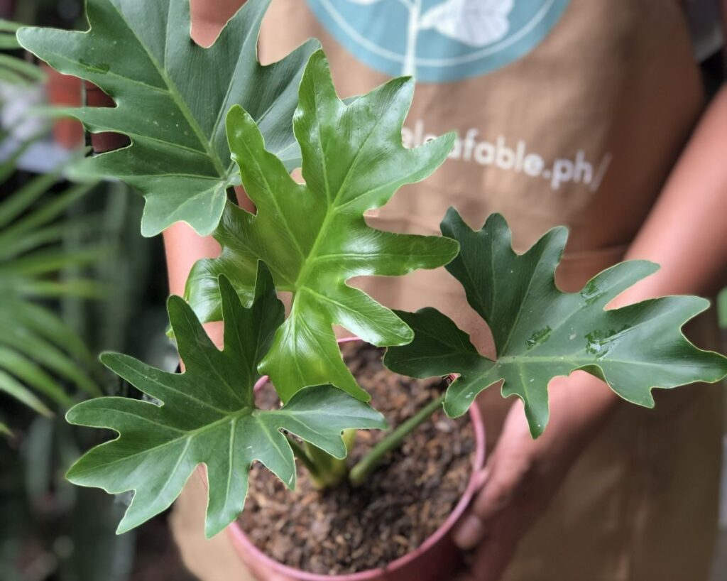 出租室内植物的 4 大好处 出租室内植物的 4 大好处
